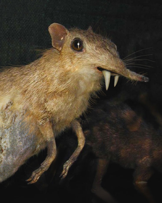 DirtShrew.jpg